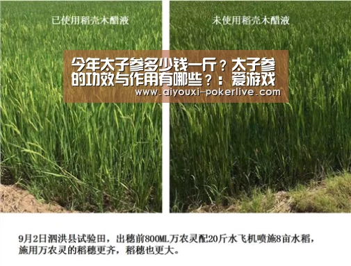 今年太子参多少钱一斤?太子参的功效与作用有哪些?:爱游戏真人娱乐中心(图1) 爱游戏真人娱乐中心